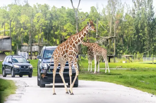 Lion Country Safari