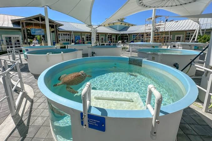 Loggerhead Marinelife Center