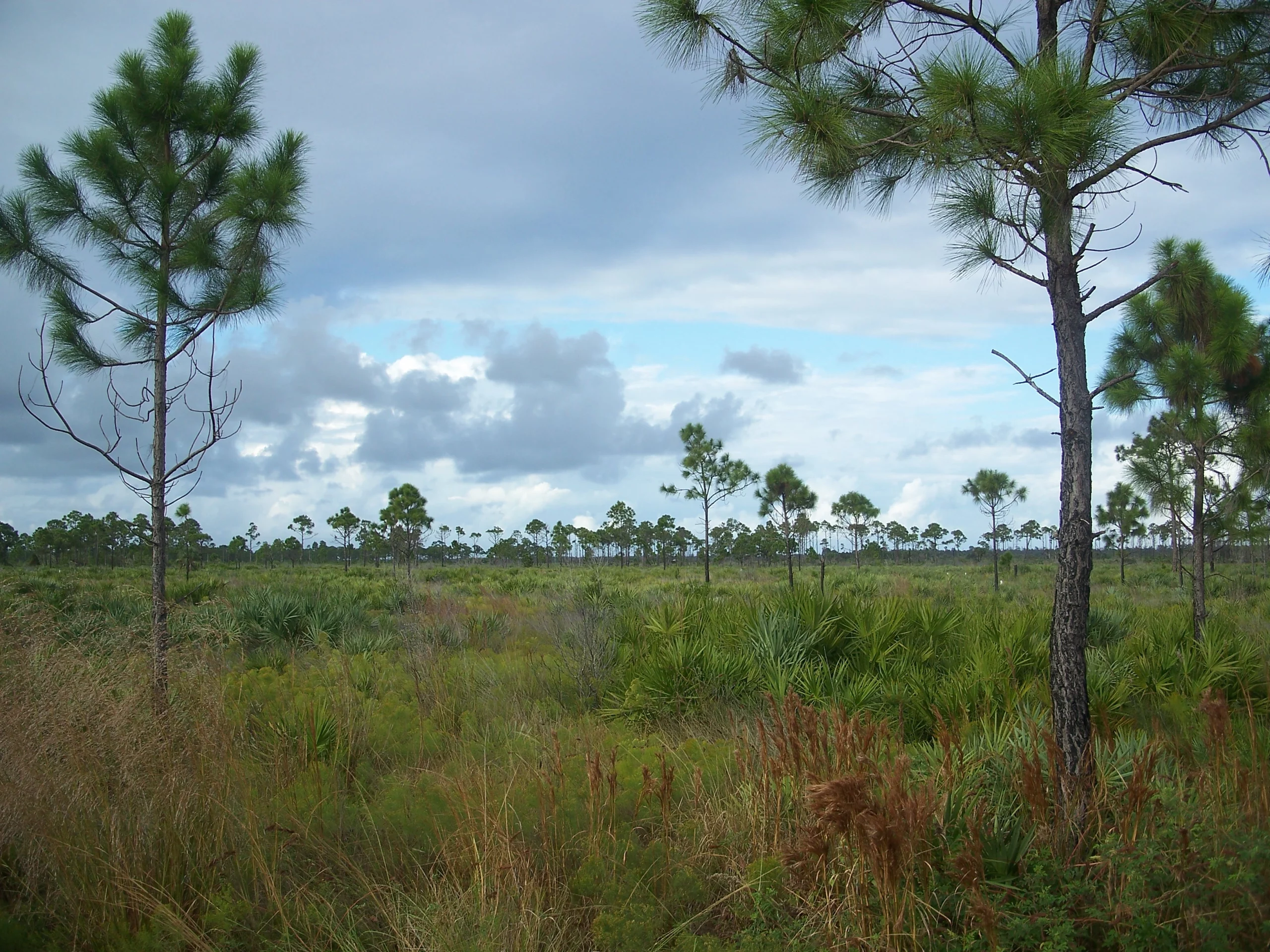 Savannas Preserve State Park scaled